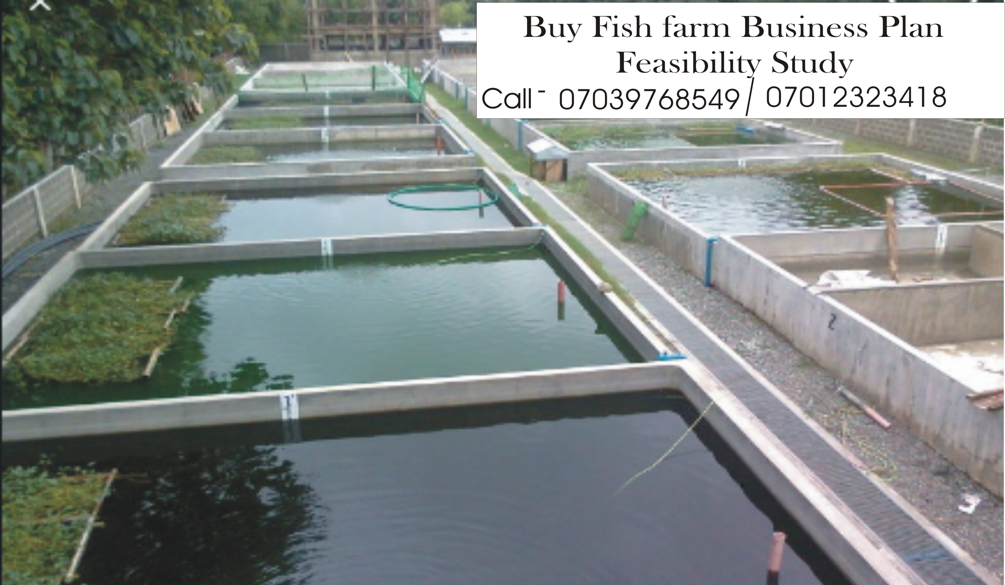 business plan in fish farming