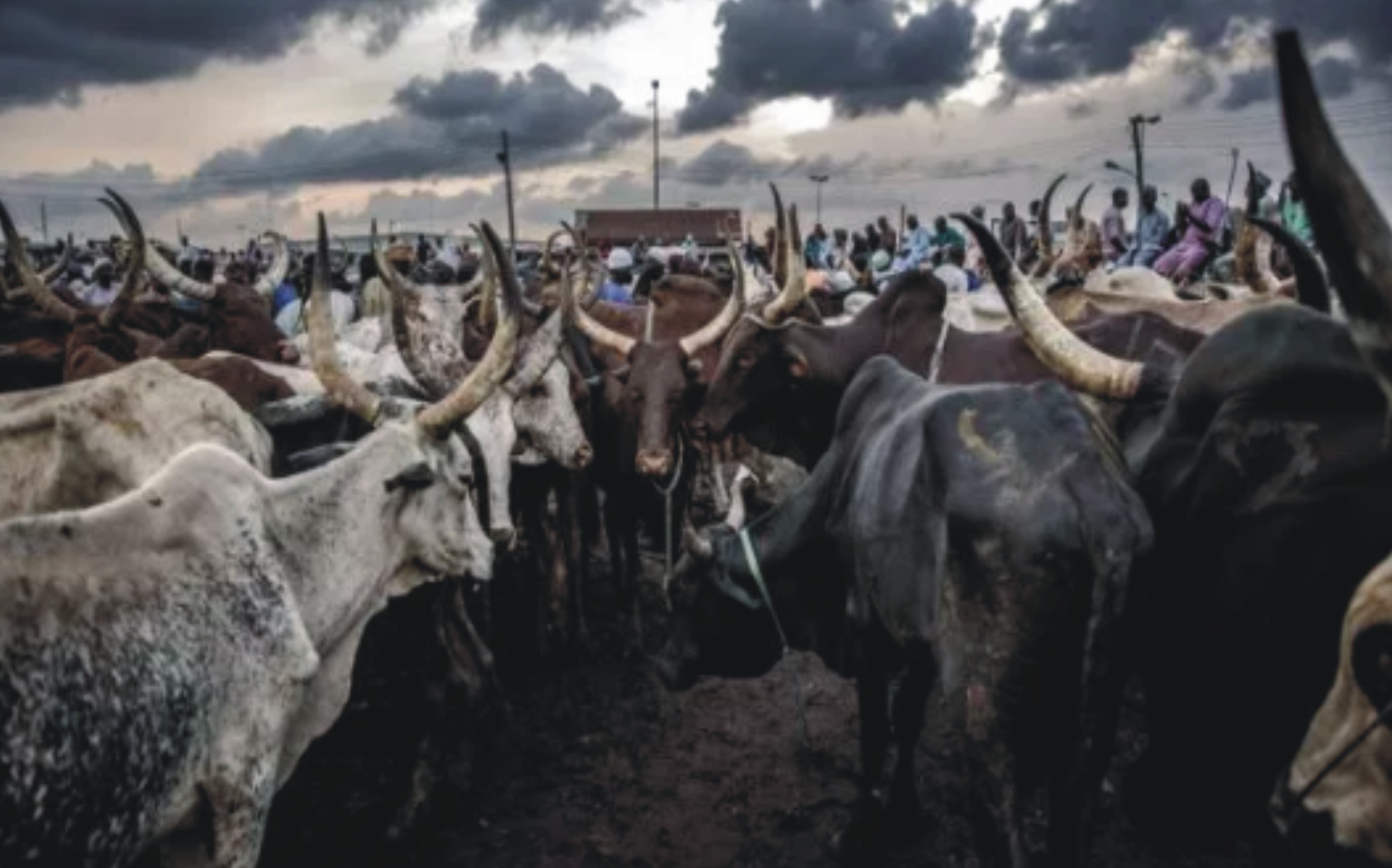 Cattle farming business plan in Nigeria