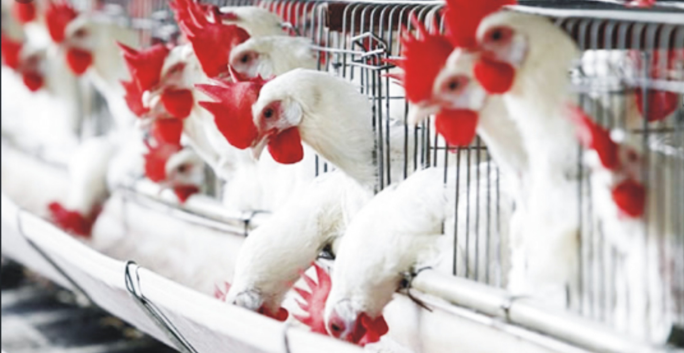 how-to-start-a-poultry-farm-business-in-nigeria-nigeria-business-plan